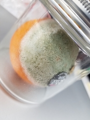 Penicillium digitatum