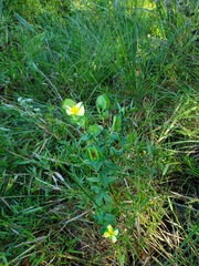 Hypericum crux-andreae