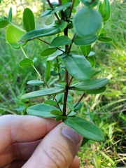 Hypericum crux-andreae