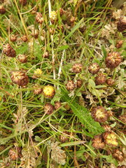 Trifolium spadiceum