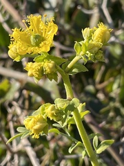 Ruta chalepensis