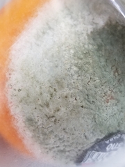 Penicillium digitatum