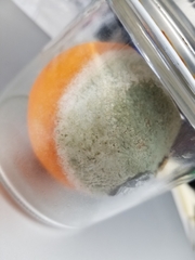 Penicillium digitatum