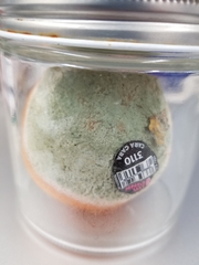 Penicillium digitatum