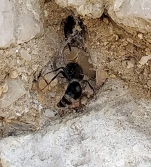 Sigilla dorsata
