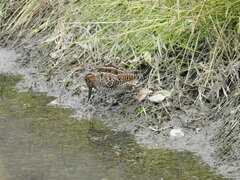Gallinago magellanica