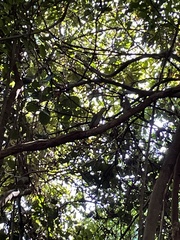 Melanerpes pygmaeus
