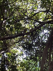 Melanerpes pygmaeus