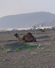 Camelus dromedarius