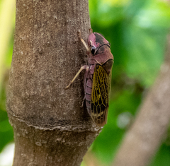 Oncometopia facialis