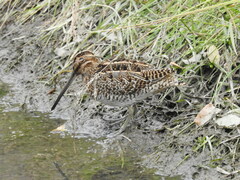 Gallinago magellanica