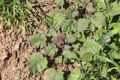 Phacelia minor
