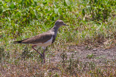 Vanellus melanopterus