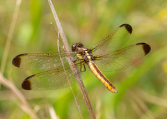Libellula flavida
