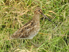 Gallinago magellanica