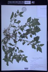 Solanum nitidibaccatum