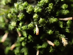 Ulota