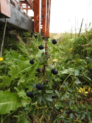 Berberis microphylla