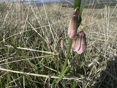 Fritillaria striata
