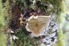 Australoporus tasmanicus