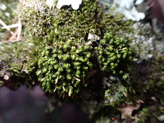 Ulota