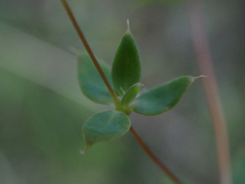 Image of Adenogramma sylvatica by (c) Ren Hoekstra, some rights reserved (CC BY)