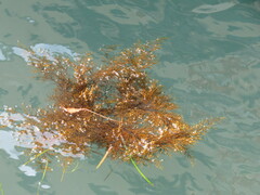 Gongolaria barbata