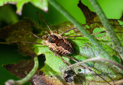 Mitopus