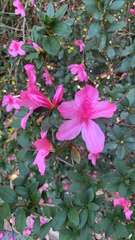 Rhododendron indicum