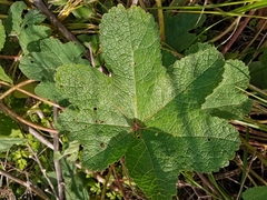 Alcea