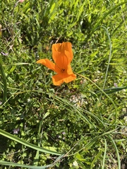 Eschscholzia californica