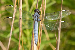 Libellula cyanea