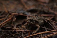 Rhinella ornata