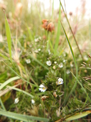 Euphrasia officinalis