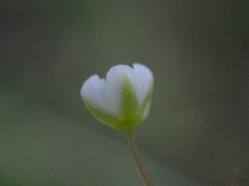 Image of Adenogramma sylvatica by (c) Ren Hoekstra, some rights reserved (CC BY)