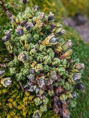 Drapetes muscosus