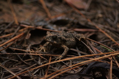 Rhinella ornata