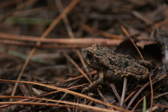 Rhinella ornata