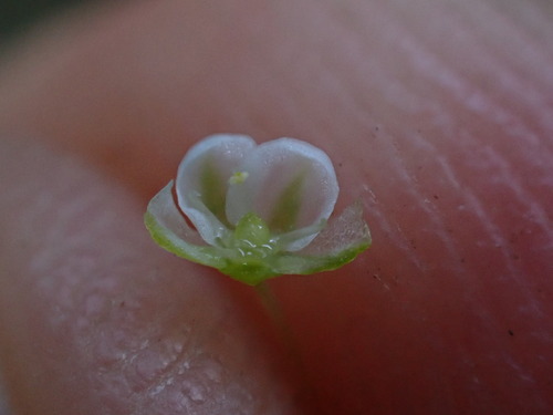 Image of Shade Muggiegrass (Adenogramma sylvatica) by (c) Ren Hoekstra, some rights reserved (CC BY)