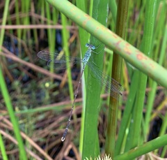 Lestes uncifer