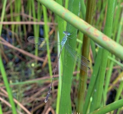 Lestes uncifer