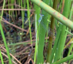Lestes uncifer