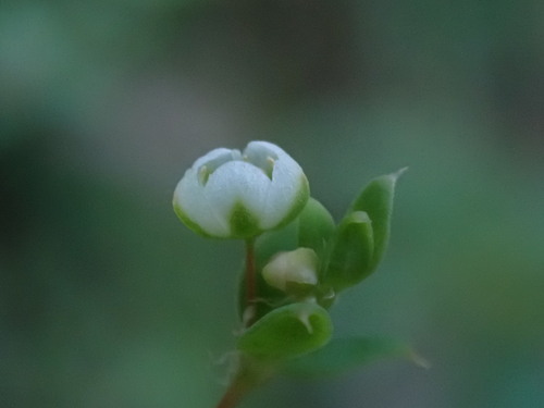 Image of Adenogramma sylvatica by (c) Ren Hoekstra, some rights reserved (CC BY)
