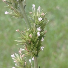 Elephantopus angustifolius