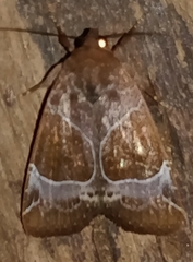 Hampsonodes mastoides