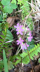 Ionoxalis