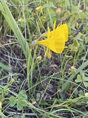 Narcissus obesus