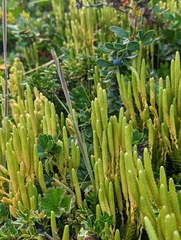 Austrolycopodium magellanicum