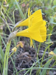 Narcissus obesus