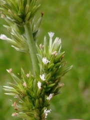 Elephantopus angustifolius